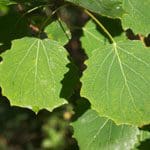 Alternative view of 02 Aspen Tropfen